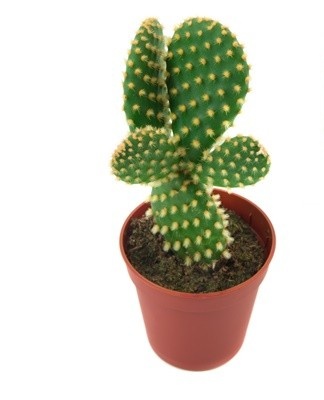 Bovendien is een cactus bang voor tocht, daarom wordt de locatie gekozen rekening houdend met deze kenmerken.