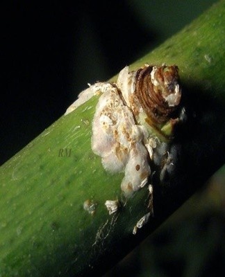 Cochenille rosacée