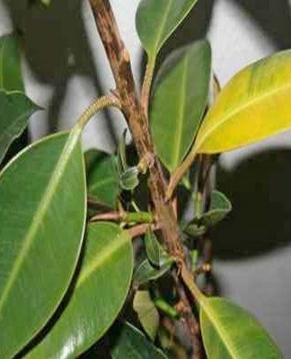 Il s'agit d'une maladie fongique dans laquelle des taches ressemblant à de la rouille apparaissent sur les feuilles.