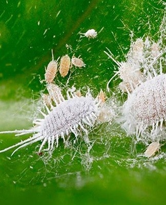  Les punaises ailées pondent leurs œufs dans les racines des plantes.