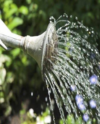 De Philodendron houdt van overvloedig water geven, echter voor elke volgende gietbeurt is het aan te raden de grond te laten uitdrogen.