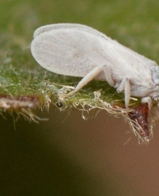 Si de petits points blancs apparaissent sur les plaques foliaires, c'est le résultat de l'action de l'aleurode.