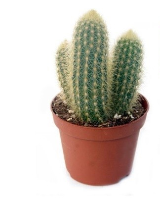 ingemaakte cactus