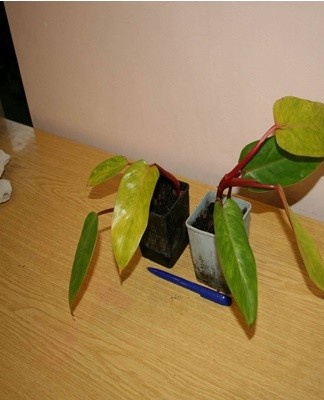 Voor de reproductie van philodendron wordt gekozen voor een stengel of apicale scheut zonder tekenen van ziekte.