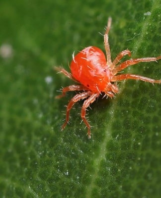 Een teken van het verschijnen van dit ongedierte is de aanwezigheid van een licht wit spinnenweb op de scheuten en bladeren.