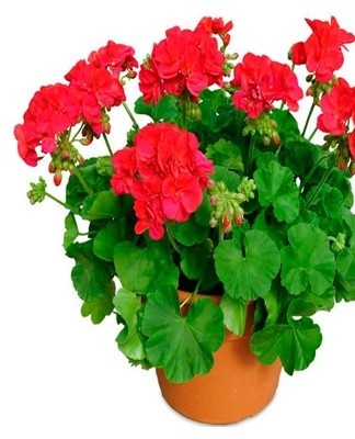 rode geranium