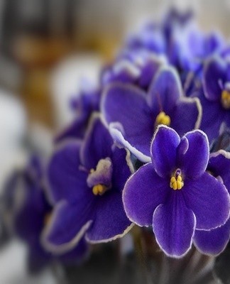 Bij het verschijnen van teken wordt direct gestart met de behandeling van de plant.