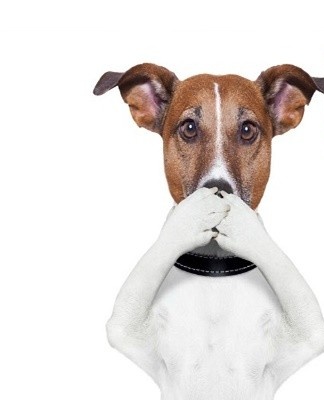 Jak se rychle zbavit pachu psa v bytě, TOP 20 nejlepších prostředků