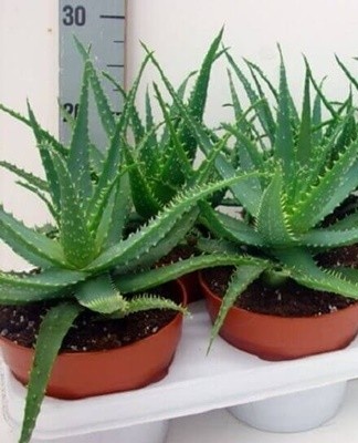 aloe vera