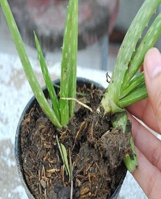 planter une fleur