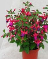 Comment faire pousser et entretenir le fuchsia en pot à la maison