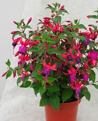 fuchsia cultuur