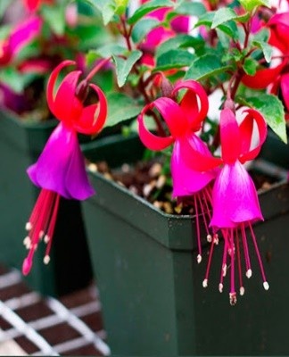 Récipient fuchsia