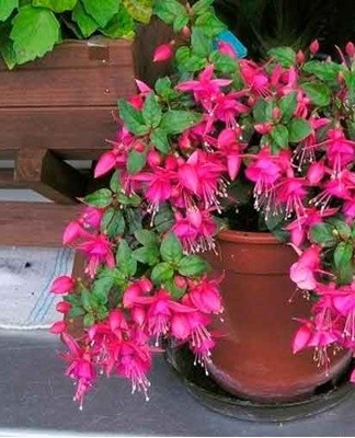 Les principales maladies du fuchsia sont associées au mauvais choix du système d'irrigation et des conditions de détention.