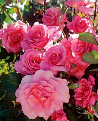 de belles roses