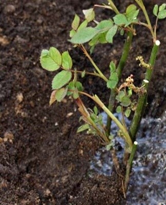 planter des fleurs