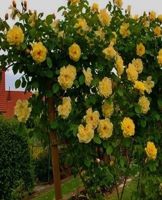 De bloeiwijzen bevatten halfdubbele bloemen met een gele tint.