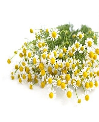 un bouquet de marguerites