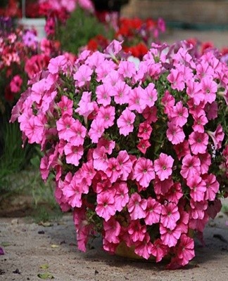 Pour la floraison abondante des pétunias, une alimentation est nécessaire.