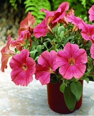 Par temps sec, un tétranyque peut s'installer sur un pétunia.