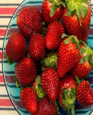 Les fraises sont souvent cultivées seules dans les jardins familiaux.