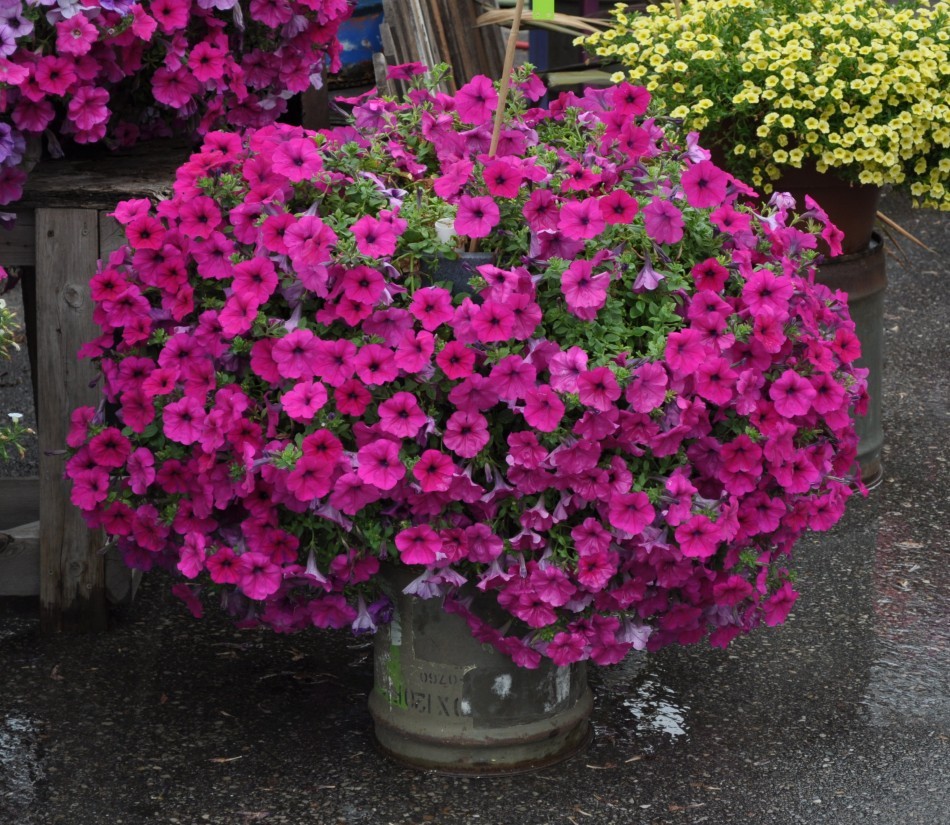 kersen petunia