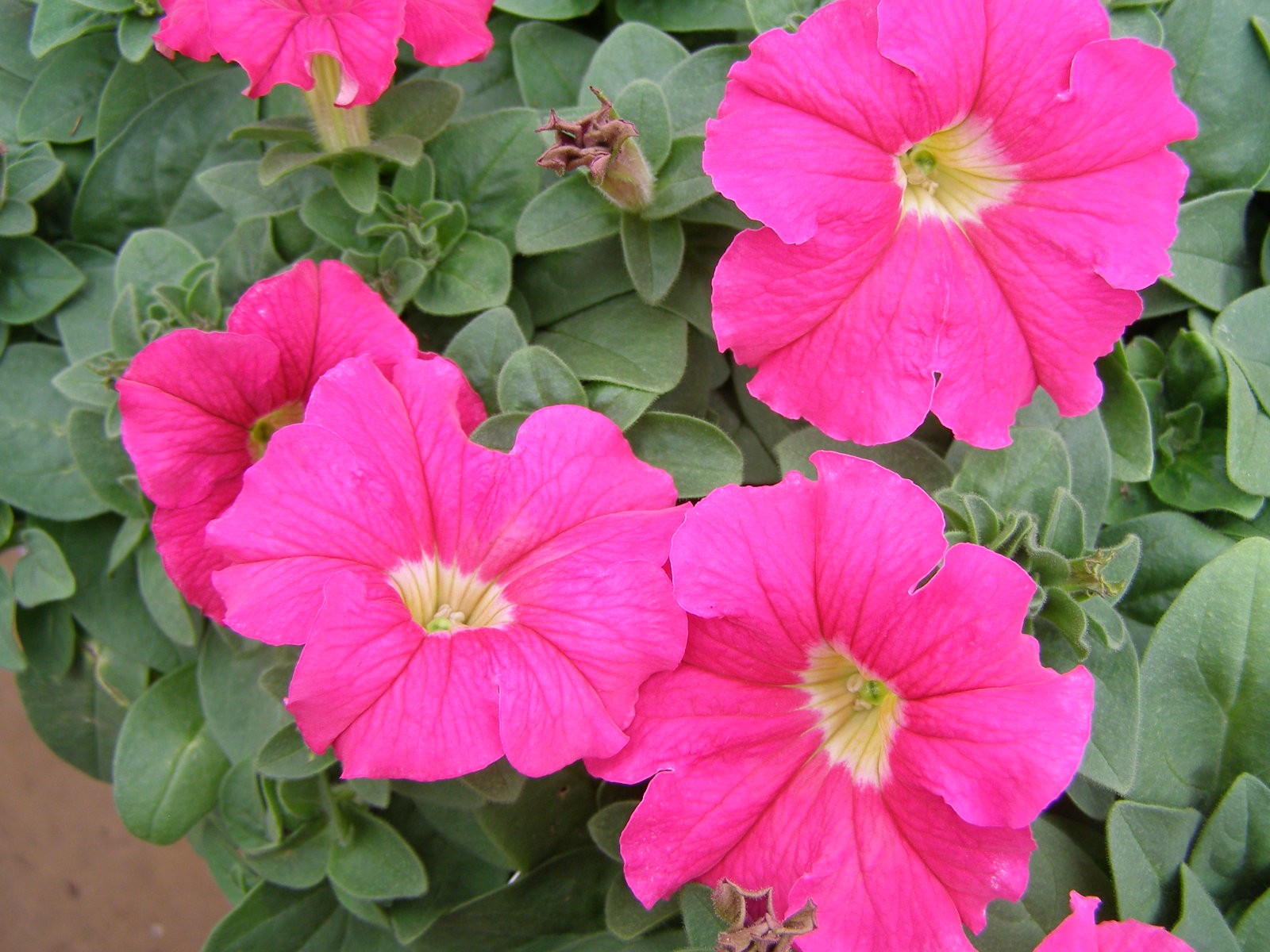 roze petunia