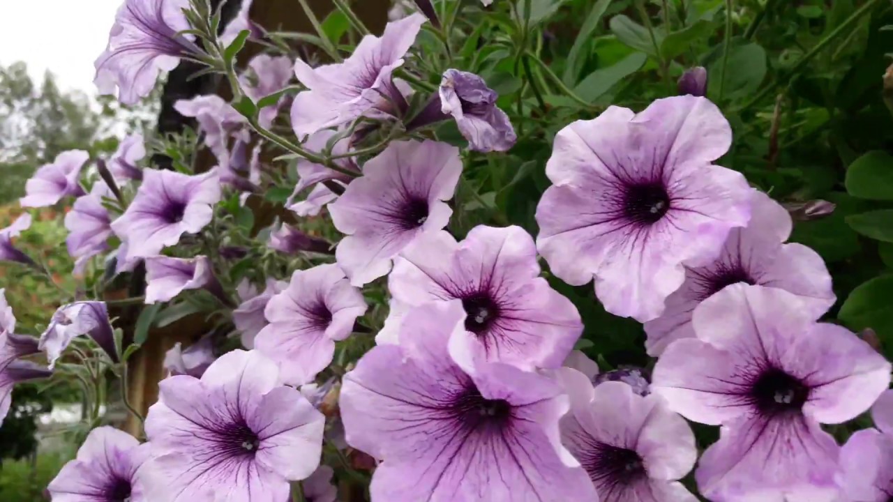 tyfoon petunia