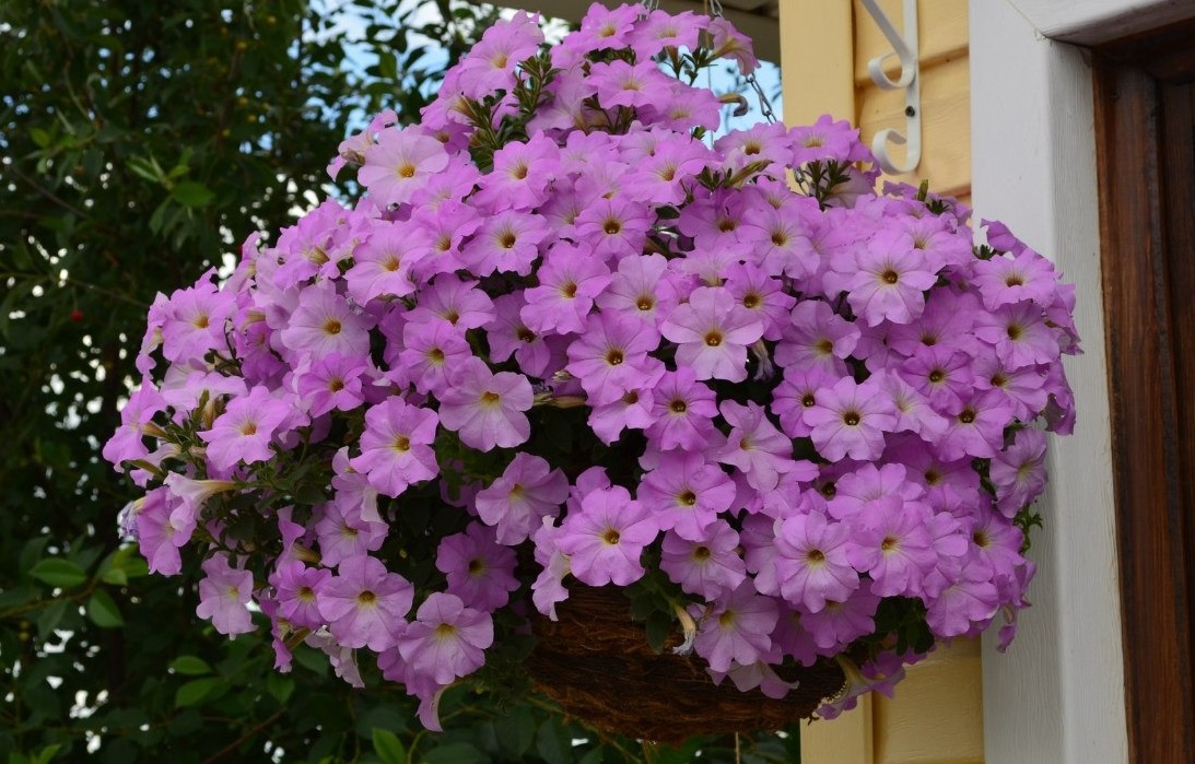 petunia milliflora