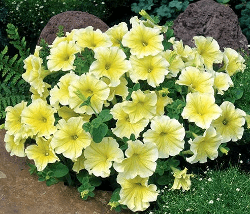 petunia grandiflora