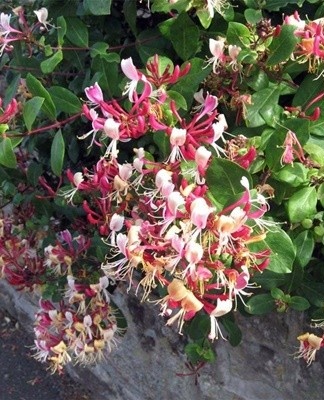 Au début de l'été, la branche inférieure (plus d'un an) du buisson est pressée contre le sol et saupoudrée de terre.