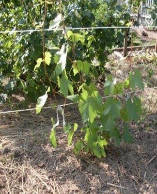 Le printemps et l'automne sont propices à la plantation de raisins.