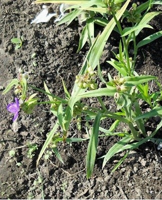 planter des fleurs