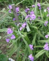 Top 10 Tradescantia meerjarige tuinvariëteiten, planten en verzorging