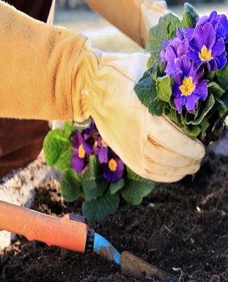 Top 10 soorten meerjarige sleutelbloemen, planten en verzorgen in het open veld