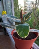 Top 6 soorten rubber ficus, planten en verzorgen thuis