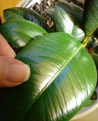 ficus bladeren