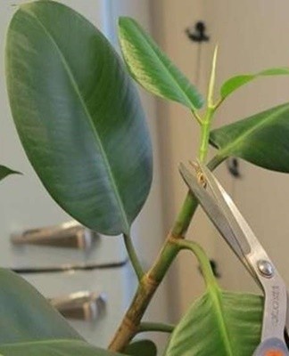 ficus formaat