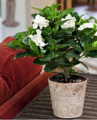 Top 13 Jasmine Gardenia-variëteiten en regels voor thuiszorg