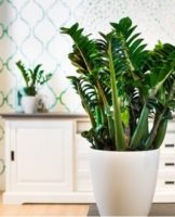 Reproductie van zamioculcas thuis, zorgregels en transplantatie