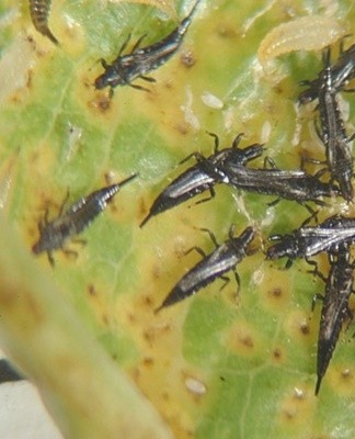 thrips nuisibles