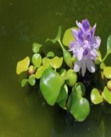 Description de la jacinthe d'eau et de sa reproduction, plantation et entretien dans l'étang