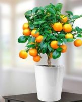 Règles pour faire pousser une orange à partir d'un noyau, planter et soigner à la maison