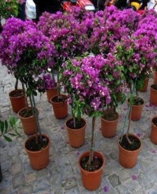 Een bloemenkweker kan bougainville verdunnen met lagen, stekken, zaden.