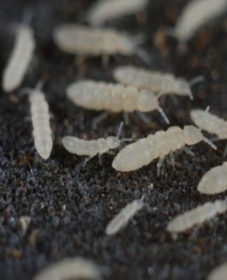 Je kunt het insect vinden aan de witte blos op de bladeren.