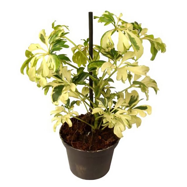 Schefflera Janine