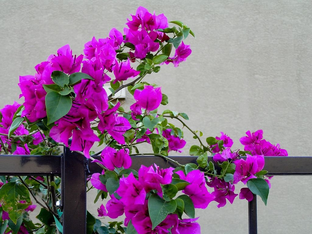 beau bougainvillier