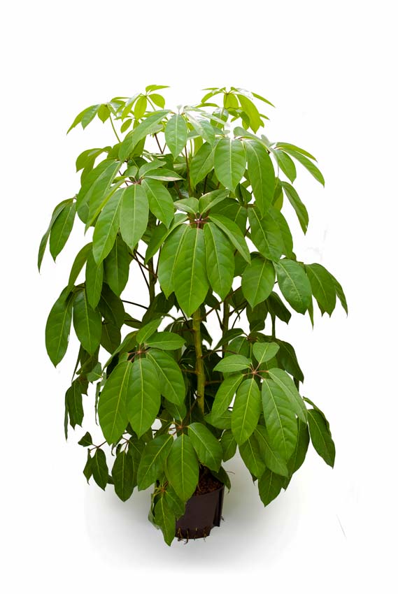 Amate Schefflera