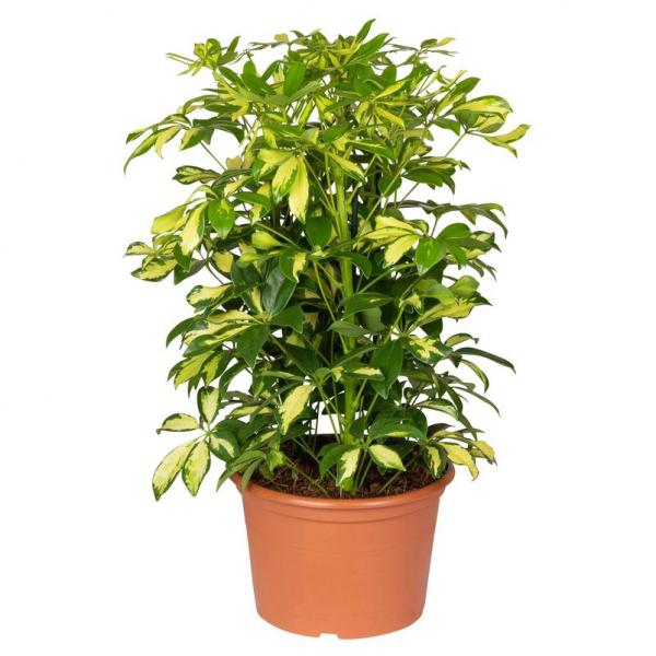 Gerd Schefflera