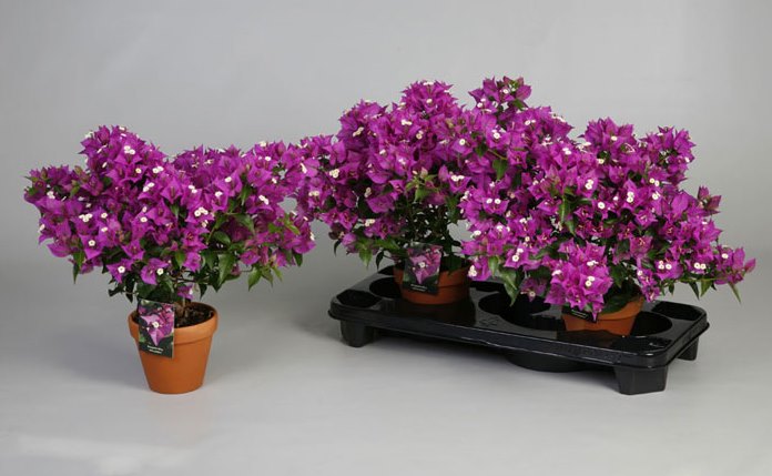 alexandra bougainvillea